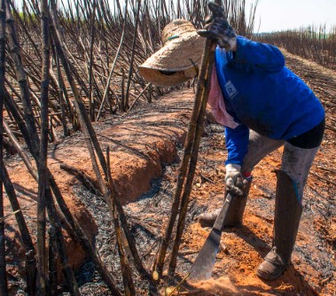 6. Transformação no campo e impactos sociais